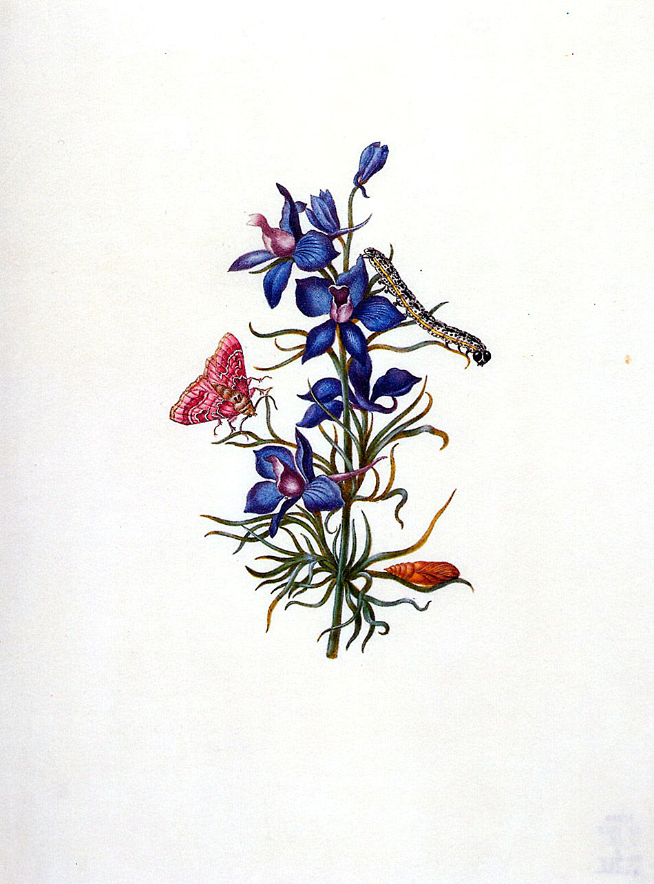 Мария Сибилла Мериан. Мохровый корончатый анемон и коричневая совкаМария Сибилла Мериан. Совка шпорниковая