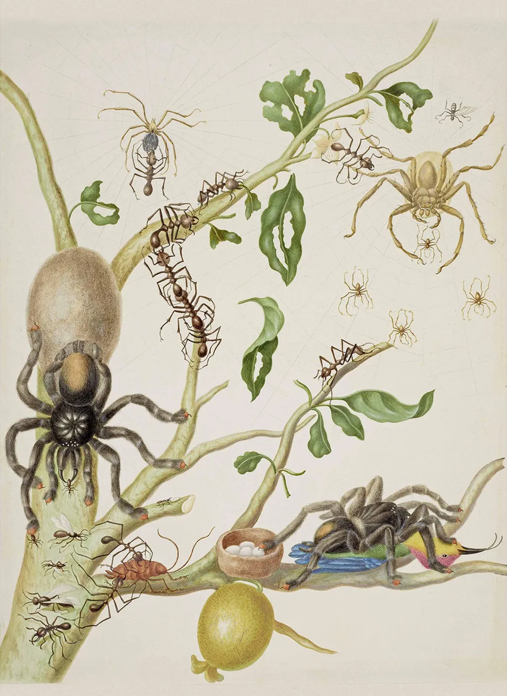 Мария Сибилла Мериан. Гуава с гигантскими крабовыми пауками,
пауками-кругопрядами, зонтичными муравьями, тараканами, тарантулами и
колибри