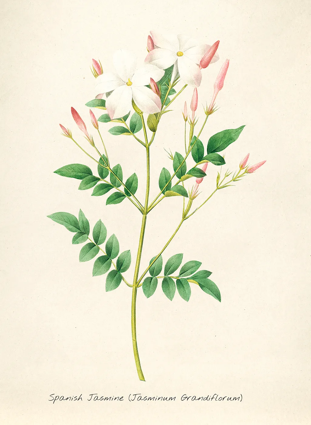 Испанский жасмин. "Выбор самых красивых цветов" Пьер-Жозеф Редуте 1827, 26.5х21.6 см.