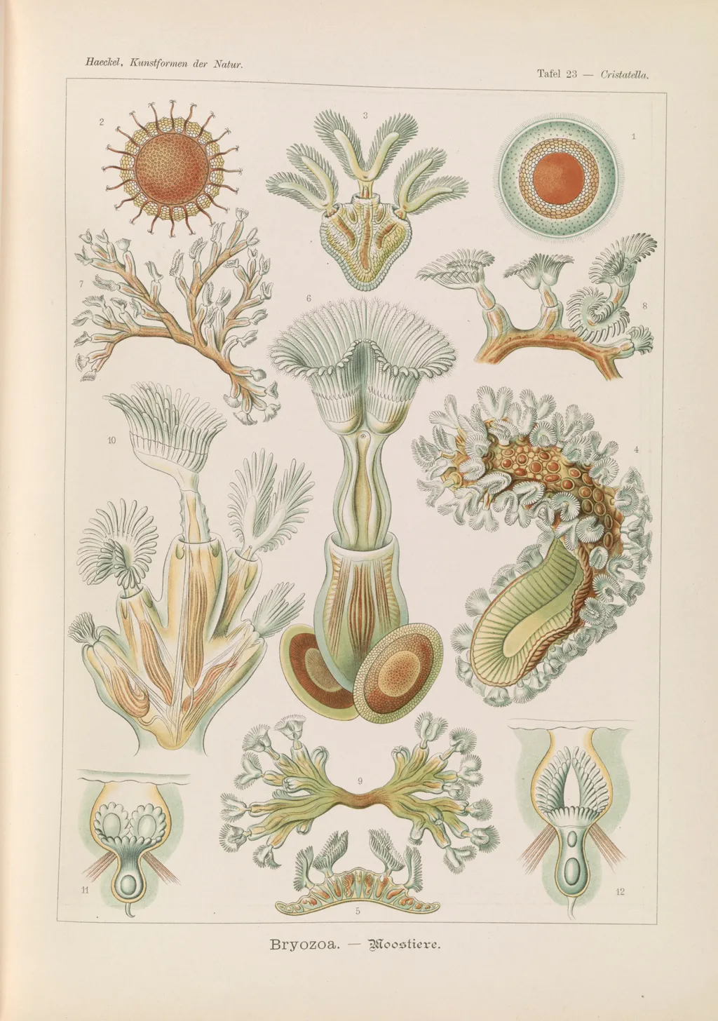 Эрнст Геккель. Мшанки