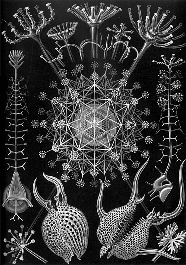 Эрнст Геккель. Радиолярии: феодареи